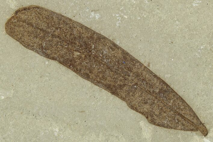 Fossil Leaf (Caesalpinia) - Green River Formation, Utah #331916